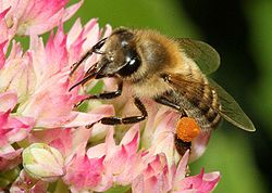 Honey bee on sedum with pollen basket